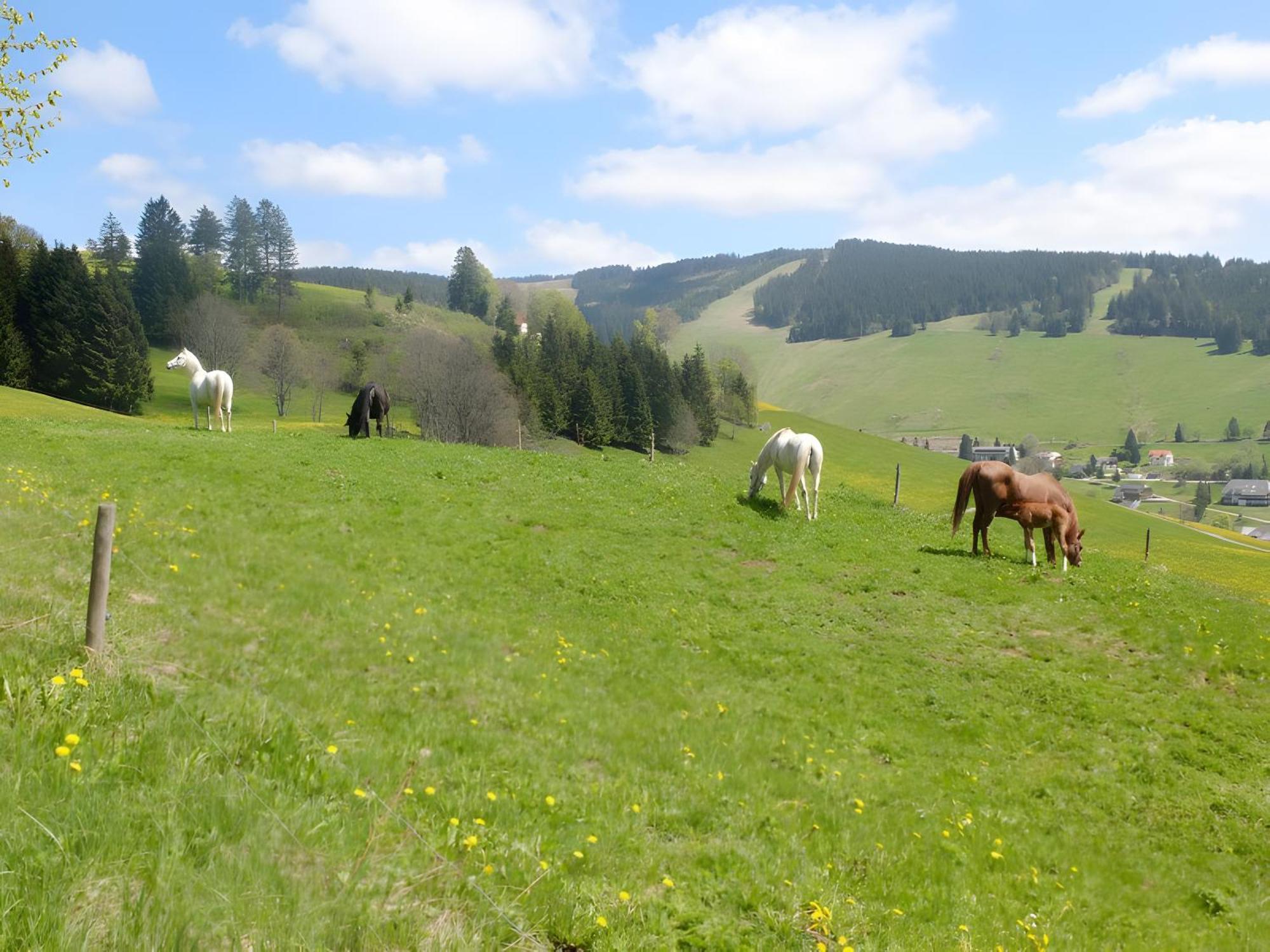 Ferienwohnung Bergahorn Todtnauberg Zewnętrze zdjęcie